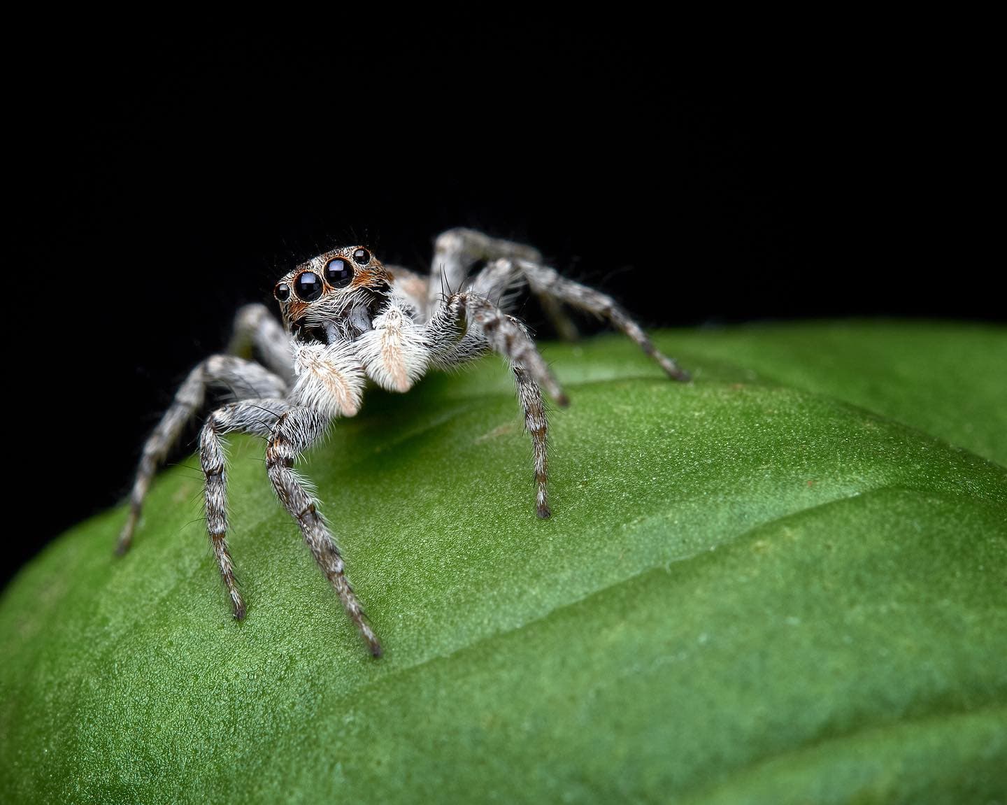 Northern lights painting the sky in ethereal greens